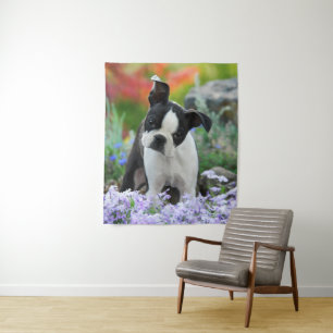 Boston Terrier Dog Cute Puppy Animal Head Foto - Wandkleed