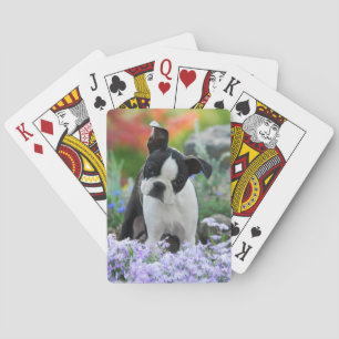 Boston Terrier Dog Cute Puppy in Flowers - Pokerkaarten