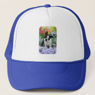 Boston Terrier Dog Cute Puppy Portrait Foto - Trucker Pet