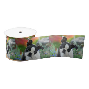 Boston Terrier Dog Cute Puppy Portrait Pet Foto - Lint
