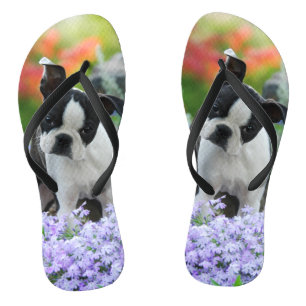 Boston Terrier Dog Cute Puppy Portrait Pet Foto - Teenslippers