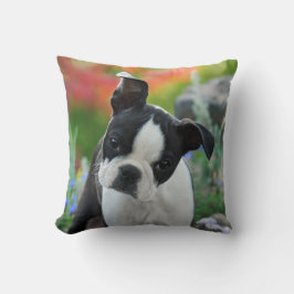 Boston Terrier Dog Cute Puppy Portrait, Square Kussen