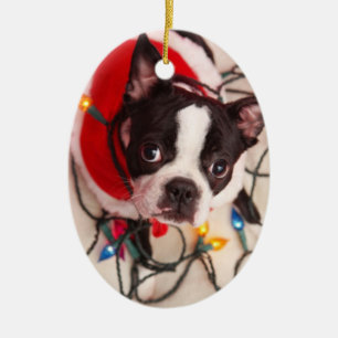 Boston Terrier Dog in Twinking Lights Ornament