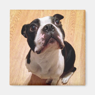 Boston Terrier Dog Magneet