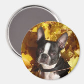 Boston Terrier Dog omringd door herfstbladeren Mag Magneet (Voorkant / Achterkant)
