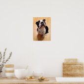 Boston Terrier Dog Poster (Keuken)