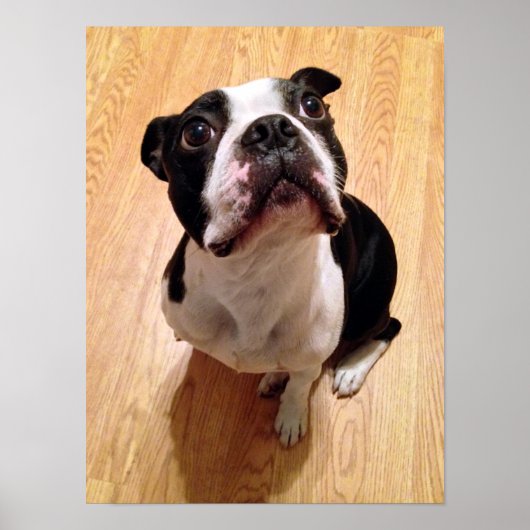 Boston Terrier Dog Poster (Voorkant)