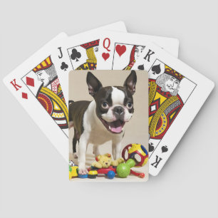 Boston Terrier Dog Spelen met Speelgoed Pokerkaarten