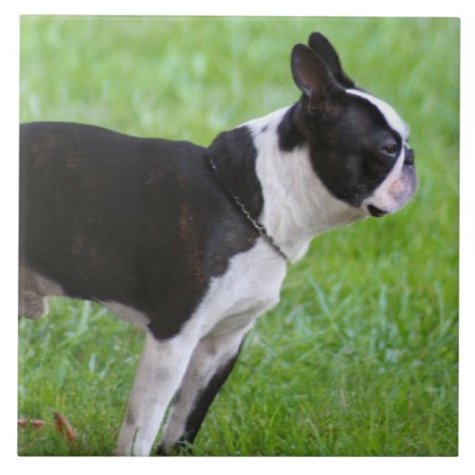 Boston Terrier dog Tegeltje (Voorkant)