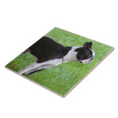 Boston Terrier dog Tegeltje (Zijkant)