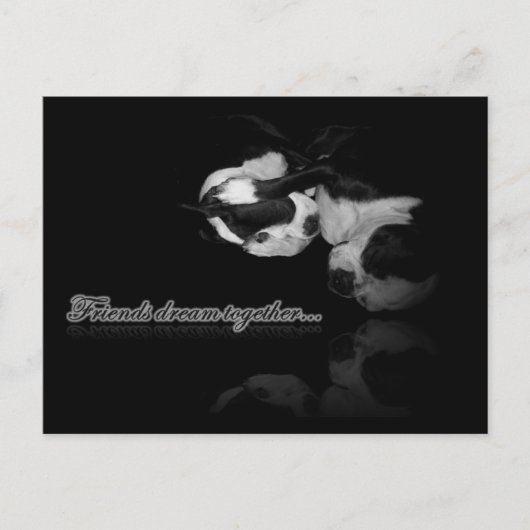 Boston Terrier Dreams - Carte postale (Devant)