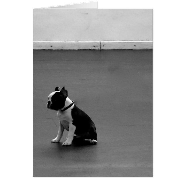 Boston Terrier DRU 2 (Devant)