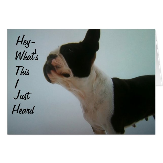 BOSTON TERRIER EST SURPRIS (Devant horizontal)