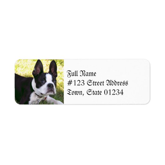 Boston Terrier Étiquettes de courrier (Devant)