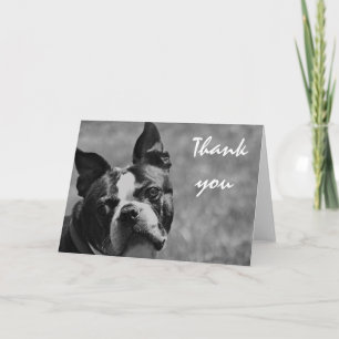 Boston Terrier foto Bedankkaart