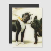 BOSTON TERRIER&FRENCH BULLDOG (Voorkant / Achterkant)