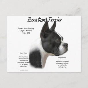 Boston Terrier Geschiedenis Ontwerp Briefkaart