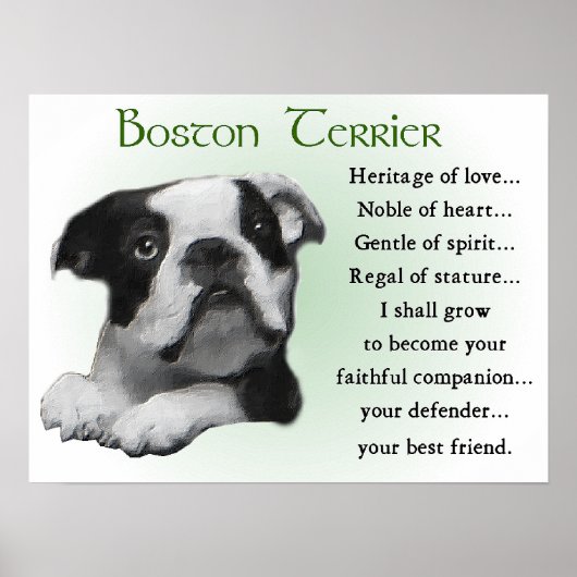 Boston Terrier Gifts Poster (Voorkant)