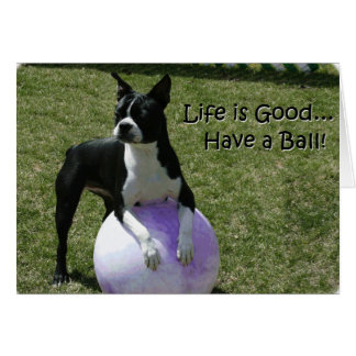 Boston Terrier:  Heb een bal!