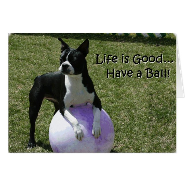 Boston Terrier:  Heb een bal! (Voorkant Horizontaal)