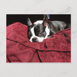 Boston Terrier Holly Briefkaart