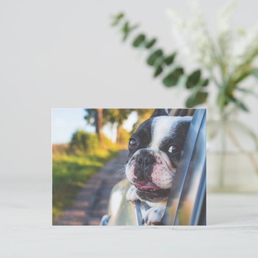 Boston Terrier Hond Steken Hoofd Uit Auto Raam Feestdagenkaart (Staand voorkant)