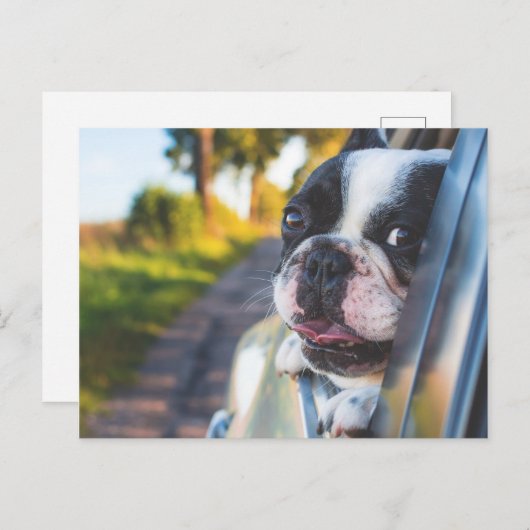 Boston Terrier Hond Steken Hoofd Uit Auto Raam Feestdagenkaart (Voorkant / Achterkant)