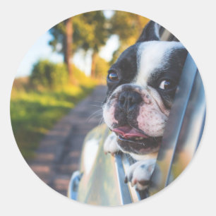 Boston Terrier Hond Steken Hoofd Uit Auto Raam Ronde Sticker