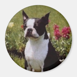 Boston Terrier in de Garden Magnet Magneet