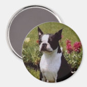 Boston Terrier in de Tuinmagneet Magneet (Voorkant / Achterkant)