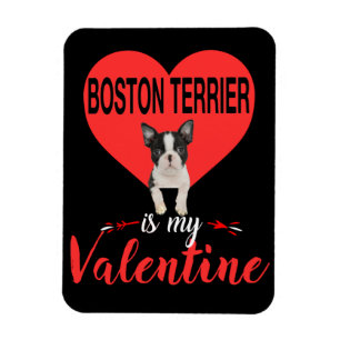 Boston Terrier is mijn Valentijn cadeaus Magneet
