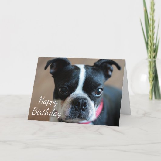 Boston Terrier Kaart (Voorkant)