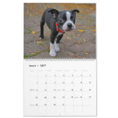 Boston Terrier Kalender (Mar 2027)