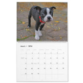 Boston Terrier Kalender (Mar 2026)