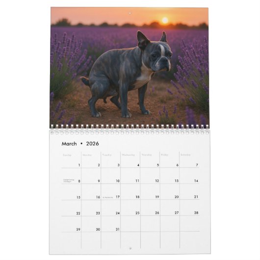 Boston Terrier kalender 2026 (Mar 2026)