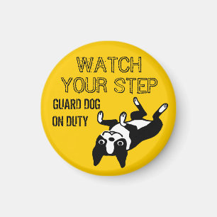 Boston Terrier kijkt uit naar je stap: Guard Dog o Magneet