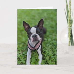 Boston Terrier Liefde Kaart