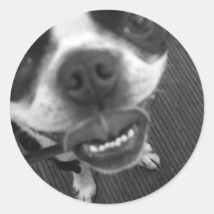 Boston Terrier Lips Ronde Sticker