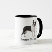 Boston Terrier Ma Mok (Voorkant rechts)