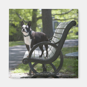 Boston Terrier Magneet