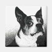 Boston Terrier Magnet - "Boston Style" (Devant)