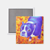 Boston Terrier Magnet - "Daisy (Recto/Verso)