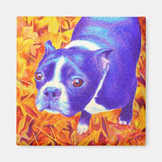 Boston Terrier Magnet - "Daisy (Devant)
