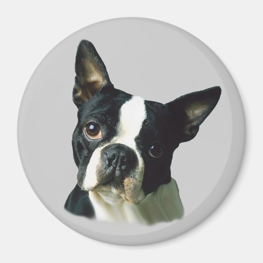 Boston Terrier Magnet Magneet (Voorkant)