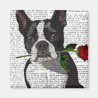 Boston Terrier met Roos in Mouth