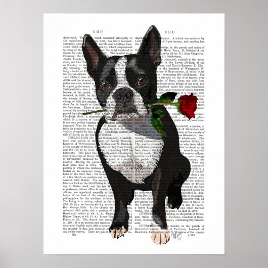 Boston Terrier met Roos in Mouth Poster (Voorkant)