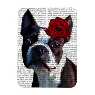Boston Terrier met Roos op kop Magneet