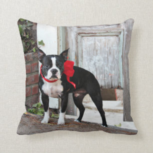 Boston Terrier - Miles Kussen