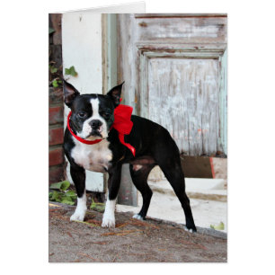 Boston Terrier - milles