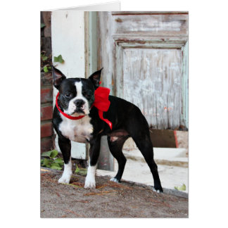 Boston Terrier - milles